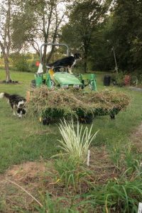 Cotton picking time Image